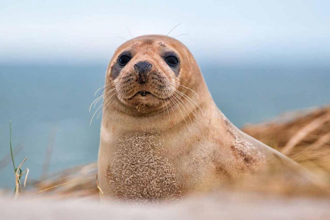 Idealement Situe "Le Studio" Les Locations Isahora Sont Aussi A 2 Pas Du Chateau D'Eu, Des Falaises Du Treport, De Mers Les Bains Et Aux Portes De La Baie De Somme Eu (Seine-Maritime) Exteriér fotografie